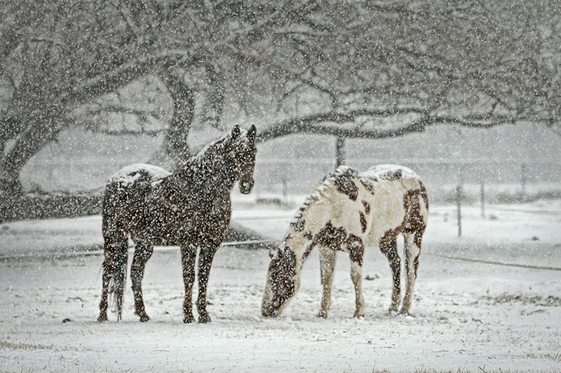 b2bcards corporate christmas eacrd ref:b2b-ecards-animals-scenery-snow-colours-764.jpg, Animals,Scenery,Snow, Colours