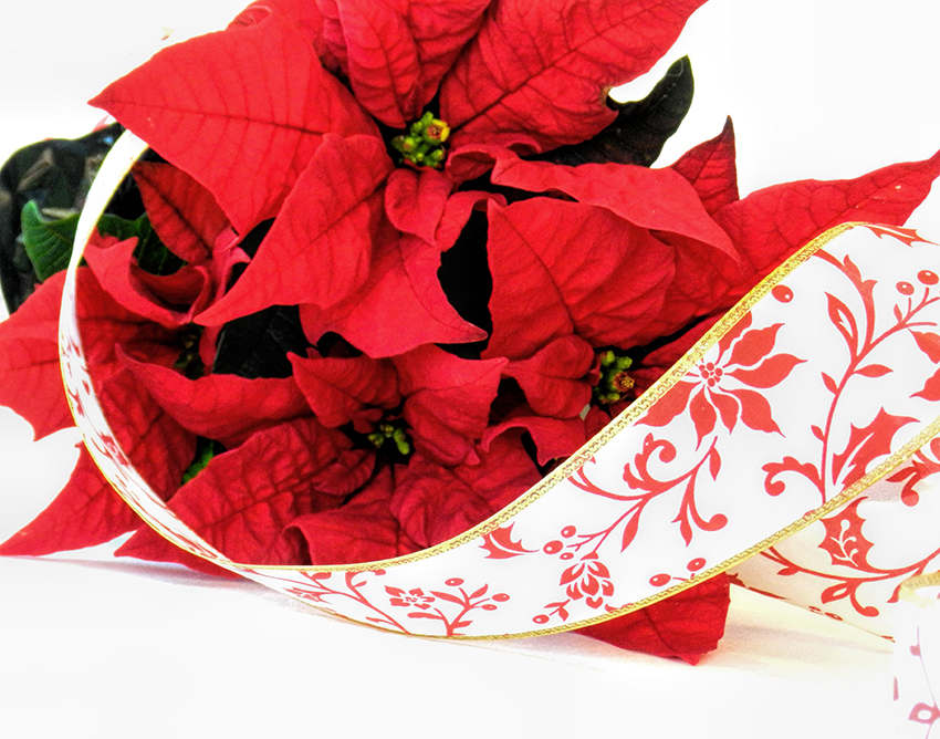 b2bcards corporate christmas eacrd ref:b2b-ecards-poinsetta-red-815.jpg, Poinsettia, Red