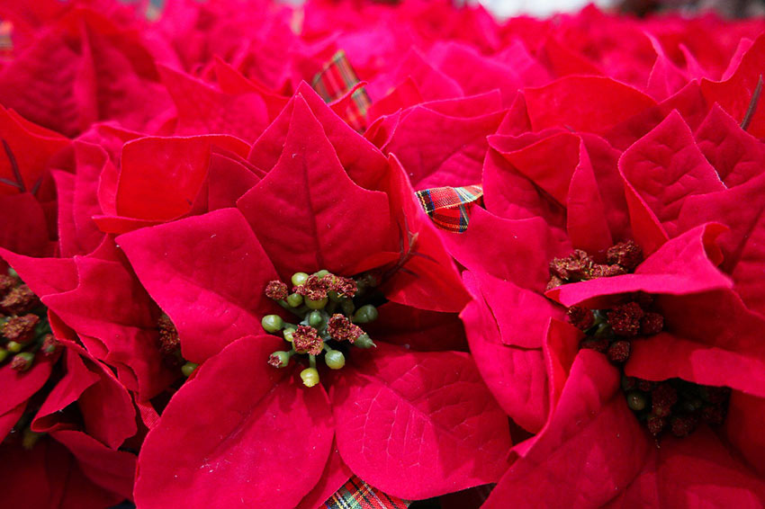 b2bcards corporate christmas eacrd ref:b2b-ecards-poinsetta-red-940.jpg, Poinsettia, Red