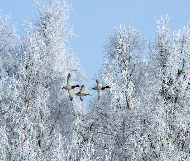 b2bcards corporate christmas eacrd ref:b2b-ecards-scenery-snow-animals-white-blue-786.jpg, Scenery,Snow,Animals, White,Blue