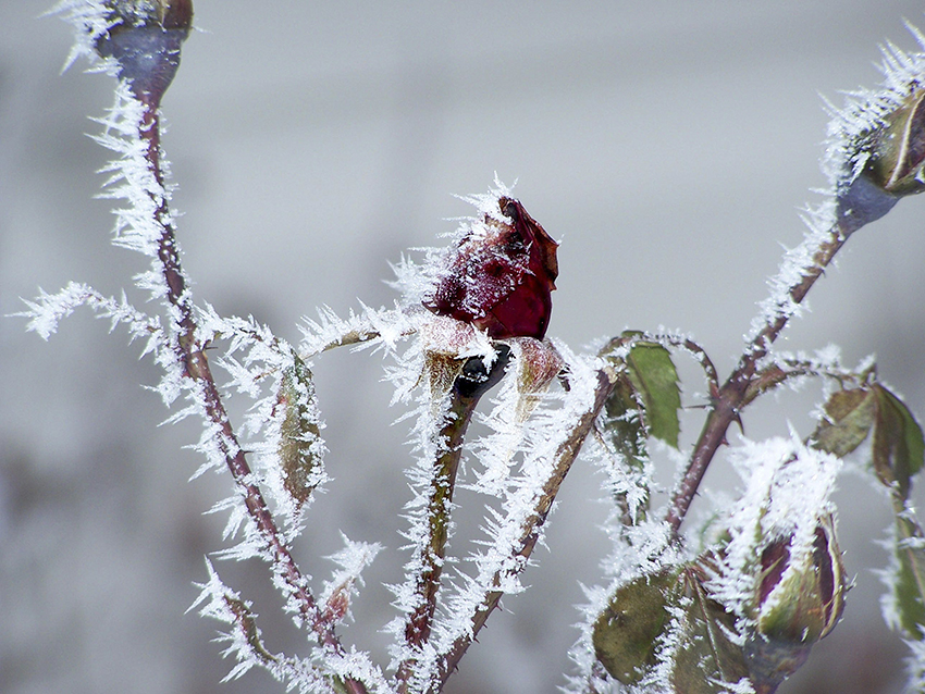 b2bcards corporate christmas eacrd ref:b2b-ecards-scenery-snow-frost-rose-red-white-824.jpg, Scenery,Snow,Frost,Rose, Red,White